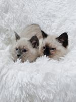 Himalayan/ Siamese kittens
