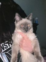 Full Breed Siamese Cat