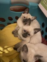 Siamese kittens