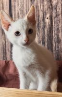 Flame Point Siamese Mixed Kitten