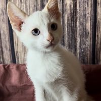 Flame Point Siamese Mixed Kitten