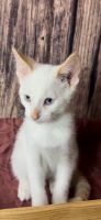 Flame Point Siamese Mixed Kitten