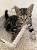 Kitty looking for new loving home