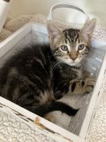 Kitty looking for new loving home