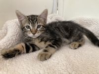 Kitty looking for new loving home