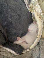 Gorgeous female flame point