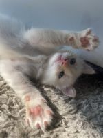 Gorgeous female flame point