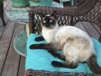 SIAMESE TORTIE SHELL