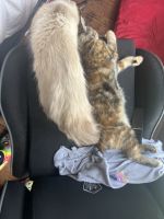 Siamese Cats Photos