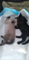 Siamese Cats for sale in Modesto, CA, USA. price: $150