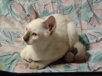 SIAMESE KITTEN'S PUREBRED