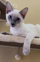 SIAMESE KITTEN'S PUREBRED