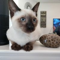 Siamese Cats for sale in San Diego, CA, USA. price: $700