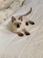 SIAMESES PUREBRED KITTENS