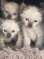 Siamese kittens