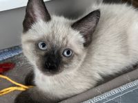Siamese Kitten