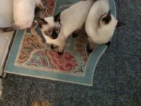 Siamese kittens for sale