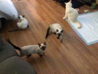 Siamese kittens for sale