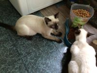 Siamese kittens for sale