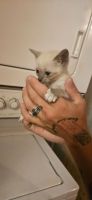 LYNX BLUE POINT SIAMESE KITTENS