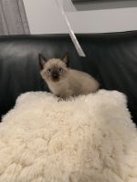 Purebred Siamese kitten!
