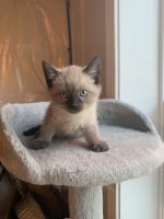 Purebred Siamese kitten!