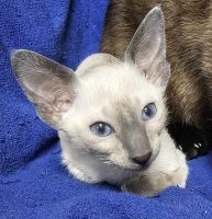 Siamese Cats for sale in Allyn, Washington. price: $600