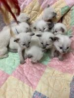 Siamese Cats for sale in Birmingham, AL, USA. price: $1,200
