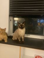 Siamese Cats for sale in Stamford, Connecticut. price: $3,500
