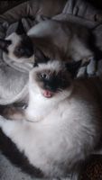 Siamese Cats for sale in Auburn, Washington. price: $350