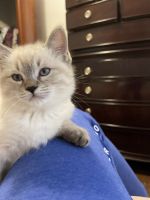 Siamese Cats for sale in Johnson City, New York. price: $350
