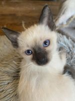 Siamese Cats for sale in Grifton, NC, USA. price: $600