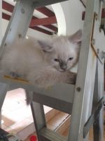 Siamese Cats for sale in Murwillumbah, New South Wales. price: $60