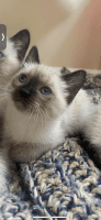 Siamese Cats for sale in Tallahassee, Florida. price: $500