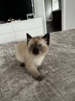Siamese Cats for sale in Bellefonte, PA 16823, USA. price: $750
