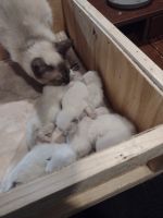 Siamese Cats for sale in Randallstown, MD, USA. price: $700