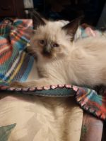 Siamese Cats for sale in Beardstown, Illinois. price: $350
