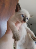 Siamese Cats for sale in Springfield, IL, USA. price: $1,250