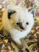 Siamese Cats for sale in Oak Creek, Wisconsin. price: $500