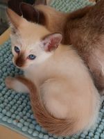 Siamese Cats for sale in Maryborough QLD 4650, Australia. price: NA