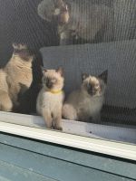 Siamese Cats for sale in Bellefonte, PA 16823, USA. price: $650