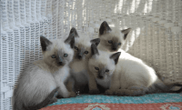 Siamese Cats for sale in Dumfries, Virginia. price: $1,500
