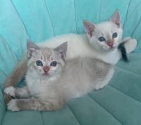 Siamese Cats for sale in Wasilla, Alaska. price: $300
