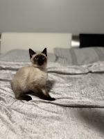 Siamese Cats for sale in Bellefonte, PA 16823, USA. price: $500