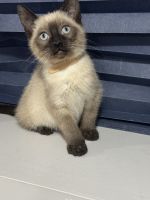 Siamese kittens available now