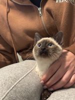 Siamese kittens available now