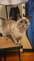Siamese Cats for sale in Necedah, WI 54646, USA. price: $800