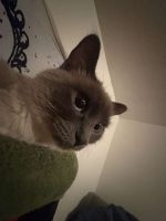 Ash is almost 2 and ready for her forever home!