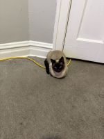 Siamese Cats for sale in Chicago, IL, USA. price: $400