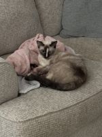 Siamese Young Female